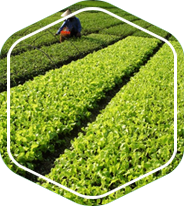 Tư vấn áp dụng GLOBAL GAP