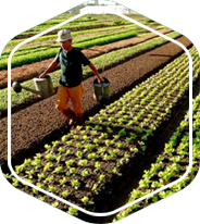 Tư vấn áp dụng VietGAP