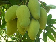 Xoài cát Hòa Lộc